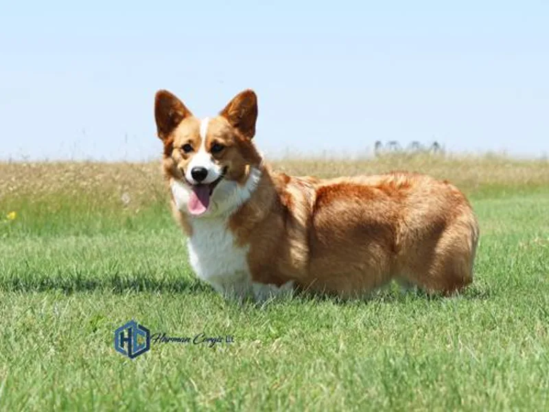 Harman Corgis