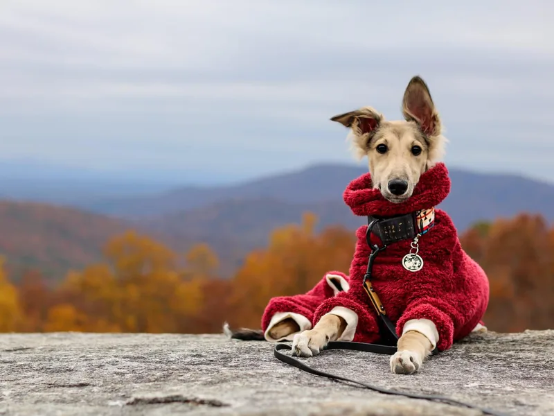 Harmeni Silken Windhounds