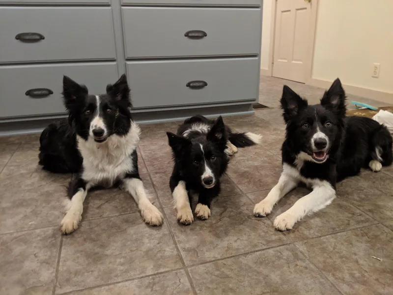 Harmonie 21 Border Collies &amp; Corgis