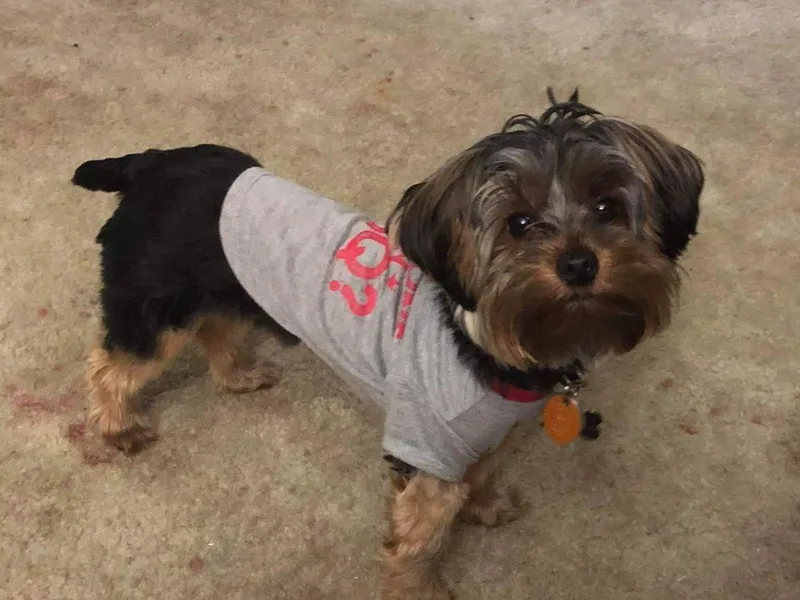 Harmony Grace Yorkies LLC