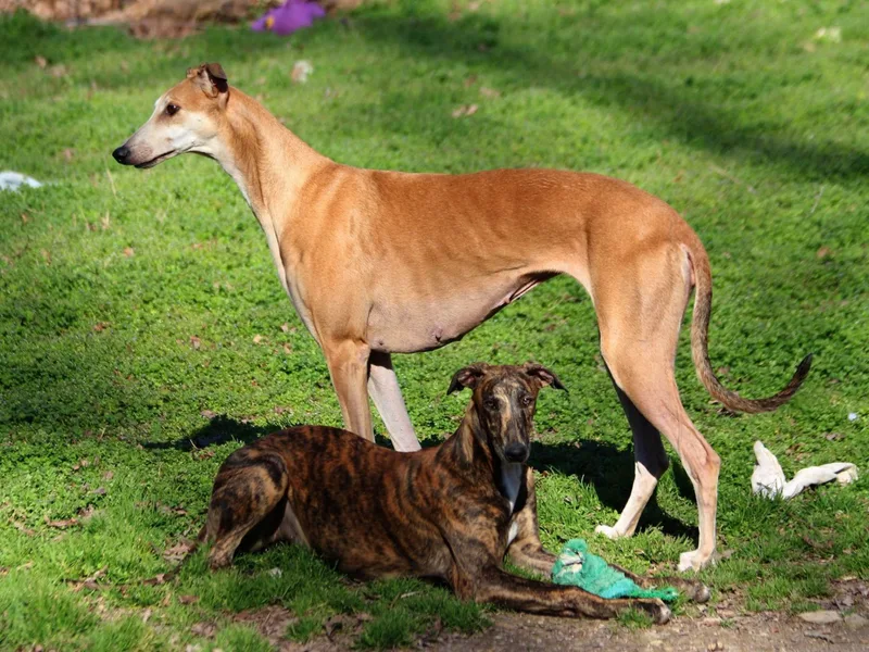 Harmony Greyhounds