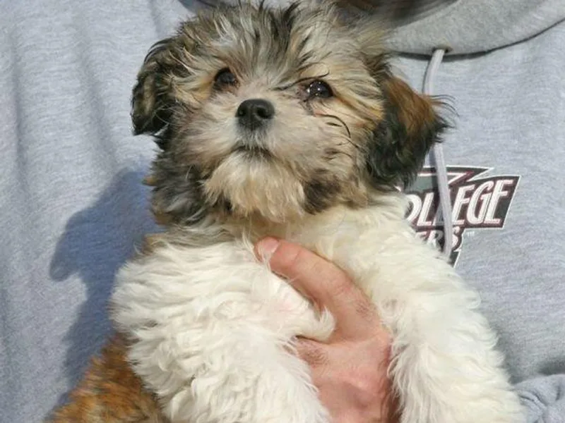 Harmony Havanese