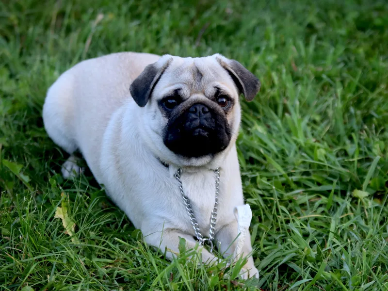 Harmony Herd Family Farm AKC Pugs