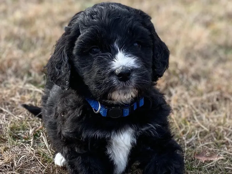 Harmony Hill Doodles