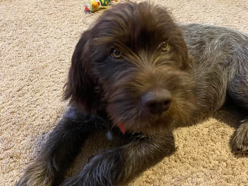 Harmony Hills Griffons