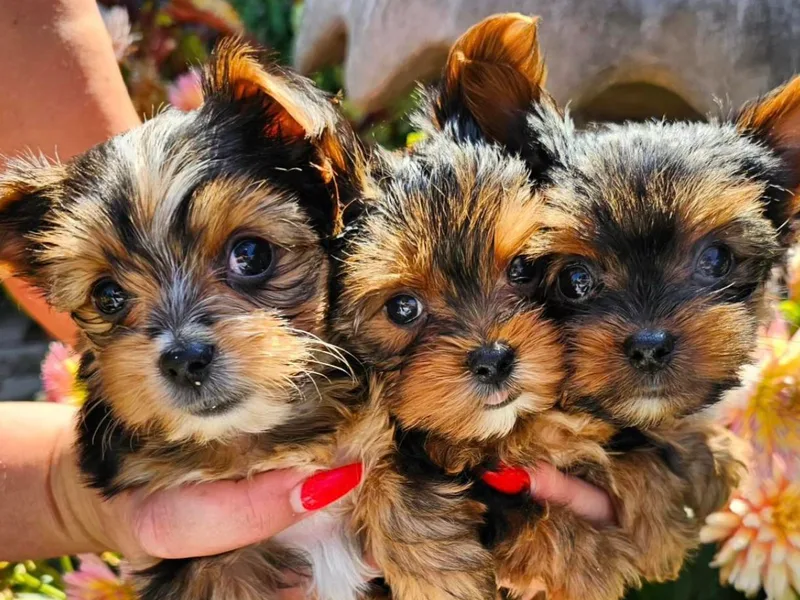 Harmony Hills Yorkies