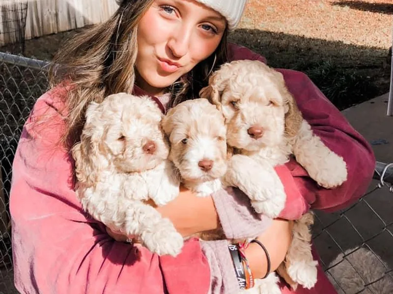 Harmony Labradoodles