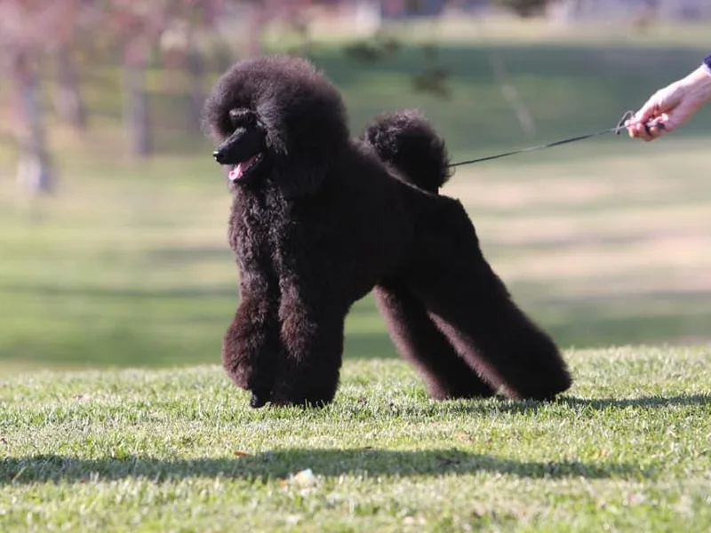 Harmony Miniature Poodles