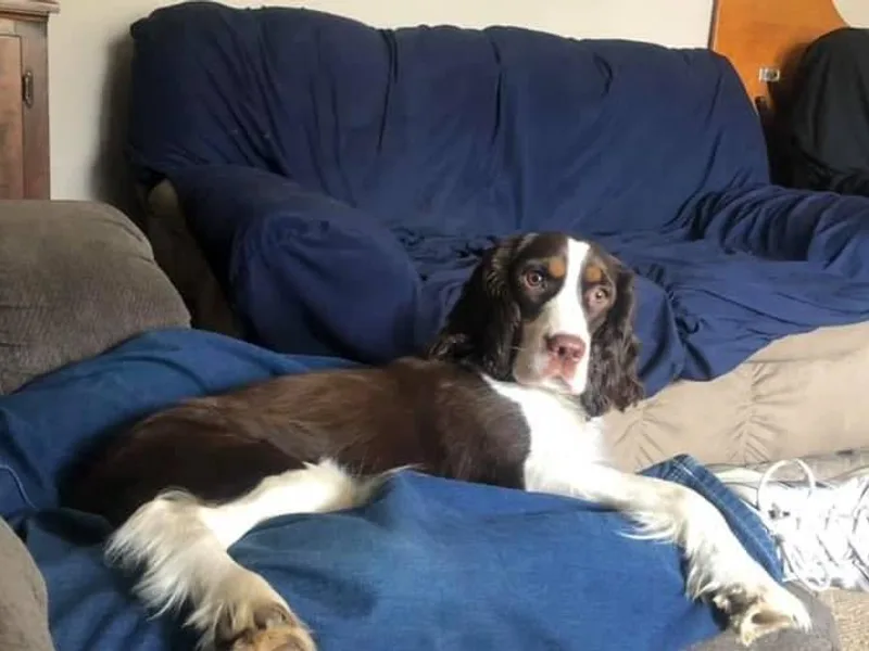 Harmony's English Springer Spaniels