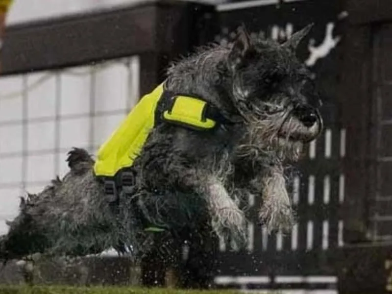 Harmony Standard Schnauzers