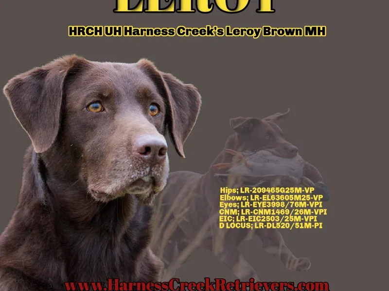 Harness Creek Retrievers