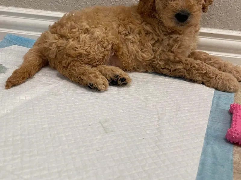 Harper’s Heartbeats