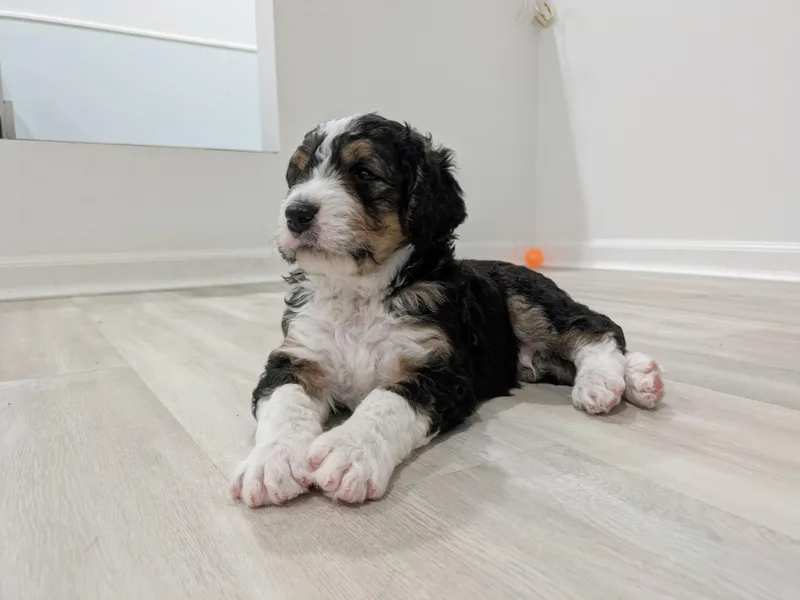 Harpers Ferry Doodles