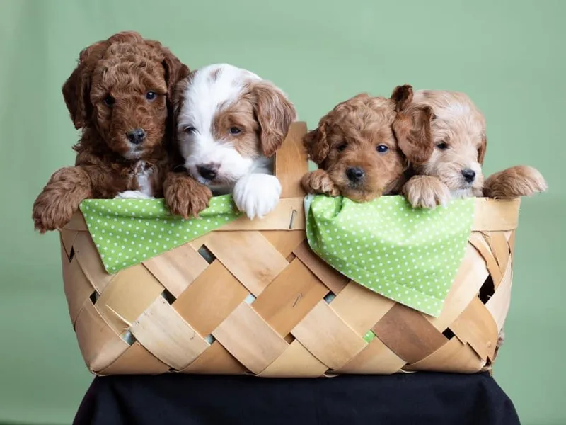 Harpers Goldendoodles on the Hill