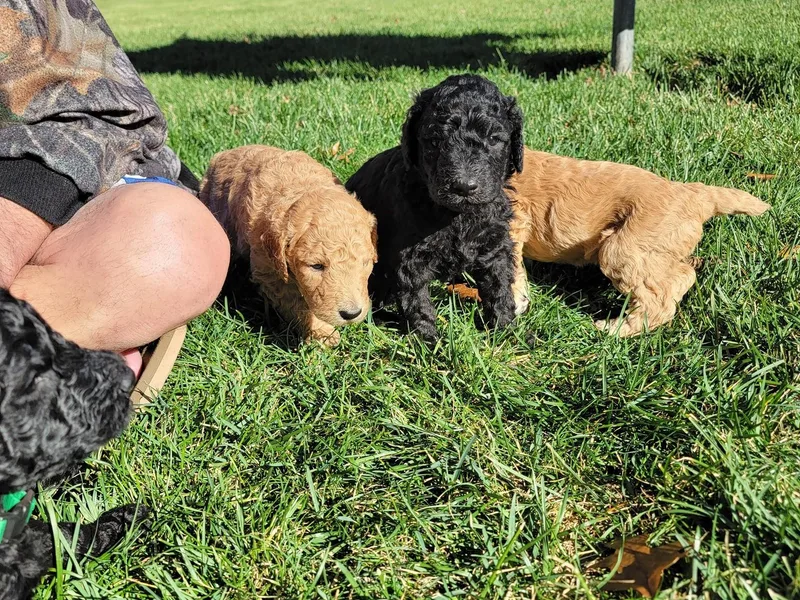 Harriette &amp; Ozzy's Poodle Pups