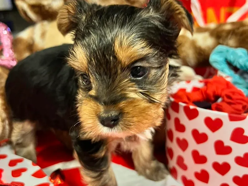 Harriman's Yorkshire Terriers