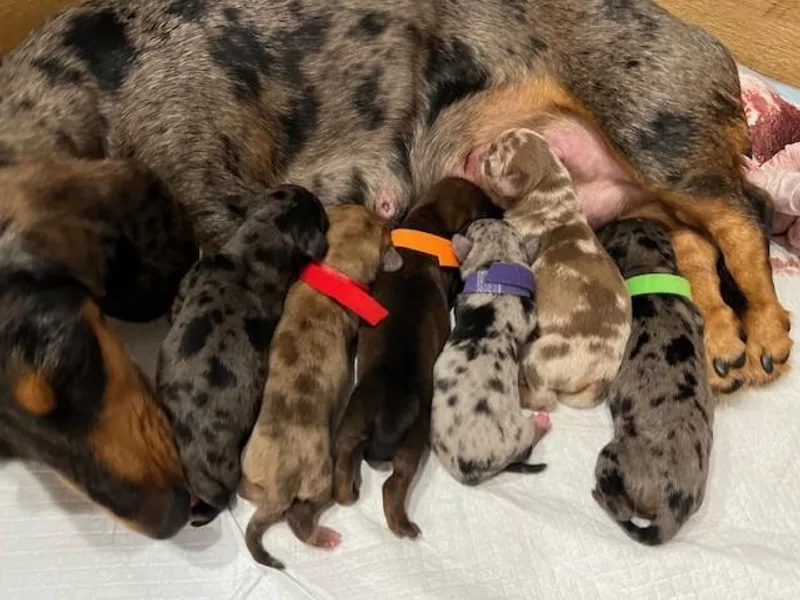 Harrington Dachshunds