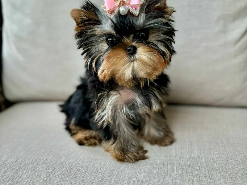 Harrington Yorkies