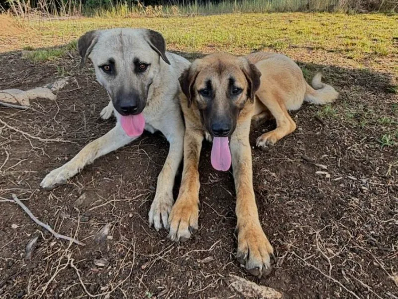 Harris' Anatolian Livestock Guardian Dogs