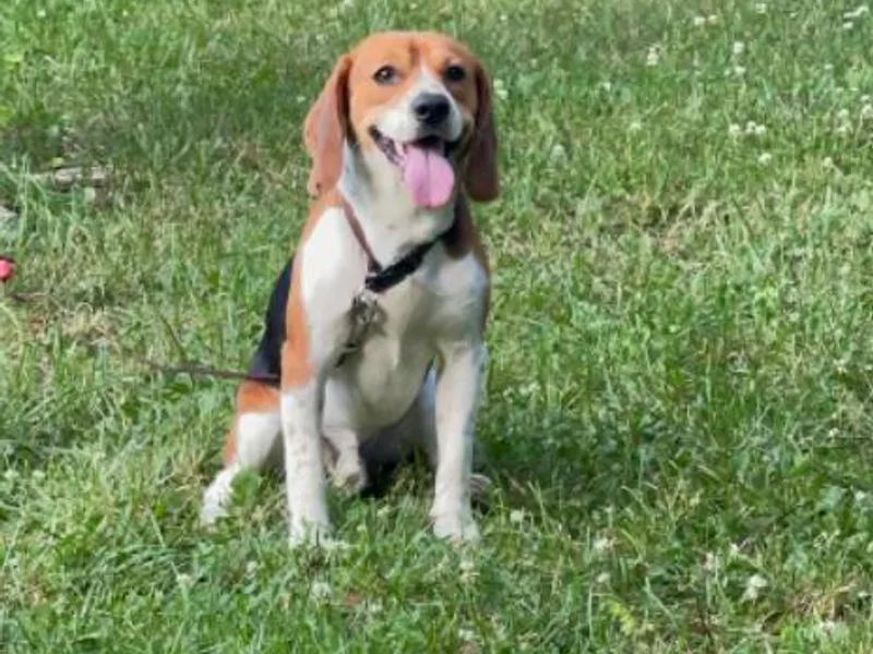 Harris Beagles