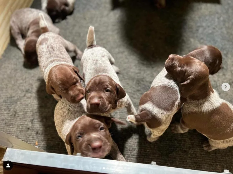 Harris Enterprise &amp; Kennels LLC