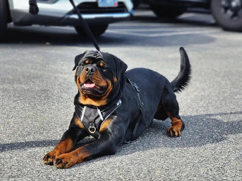 Harris Hill Rottweilers