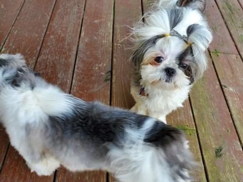 Harrisburg Shih Tzus