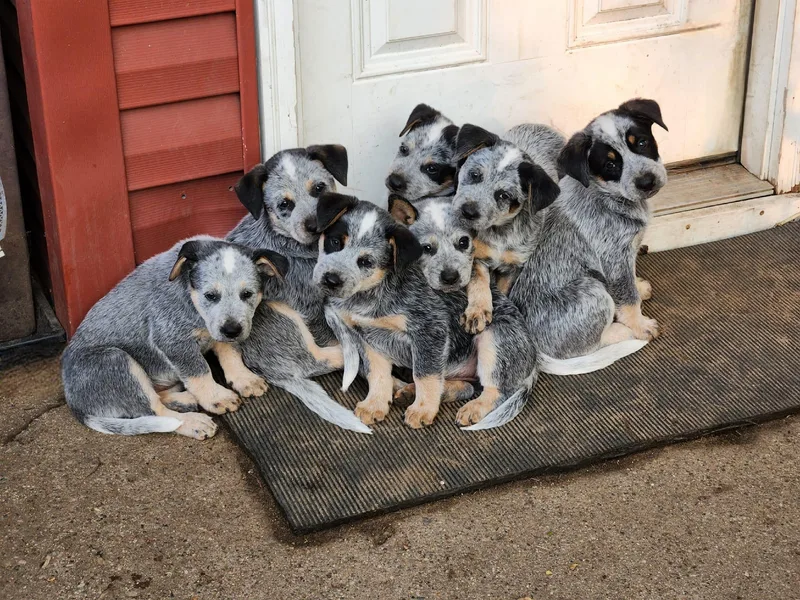 Harrison Hooligans and Heelers