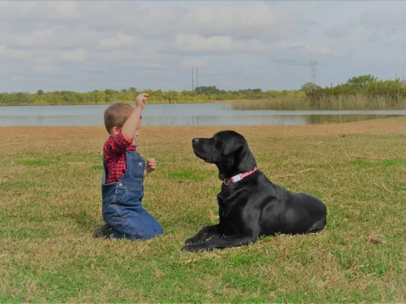 Harrison's Lakeside Labradors LLC