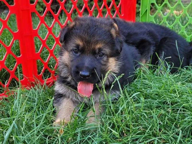 Harry's Pack photo 1