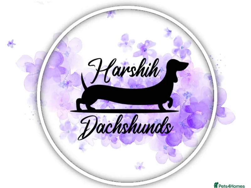 HARSHIH photo 1