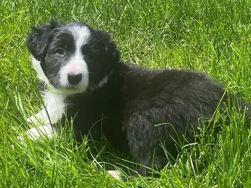 Hart Farm Border Collies