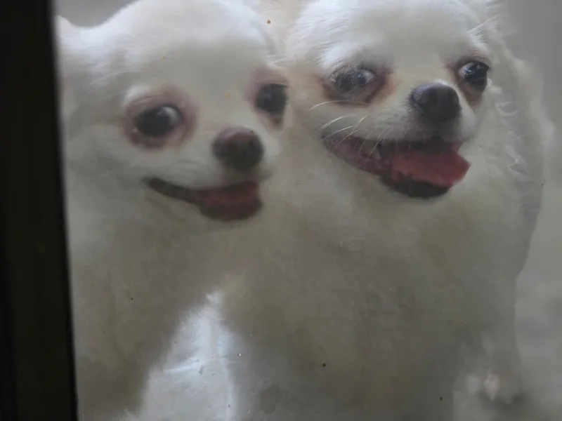 Hart's Chihuahuas