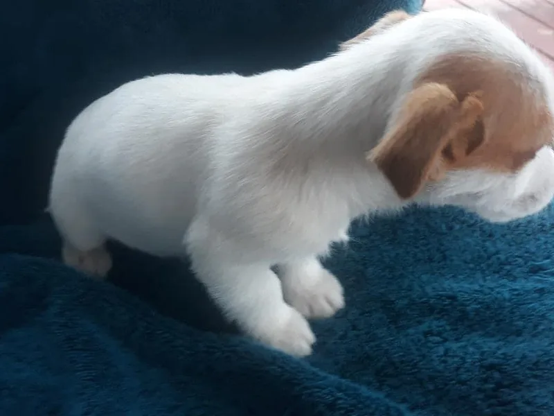 Harth's Russell Terriers