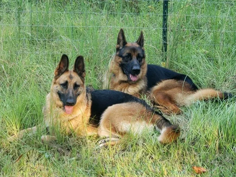 Hartland's AKC German Shepherds