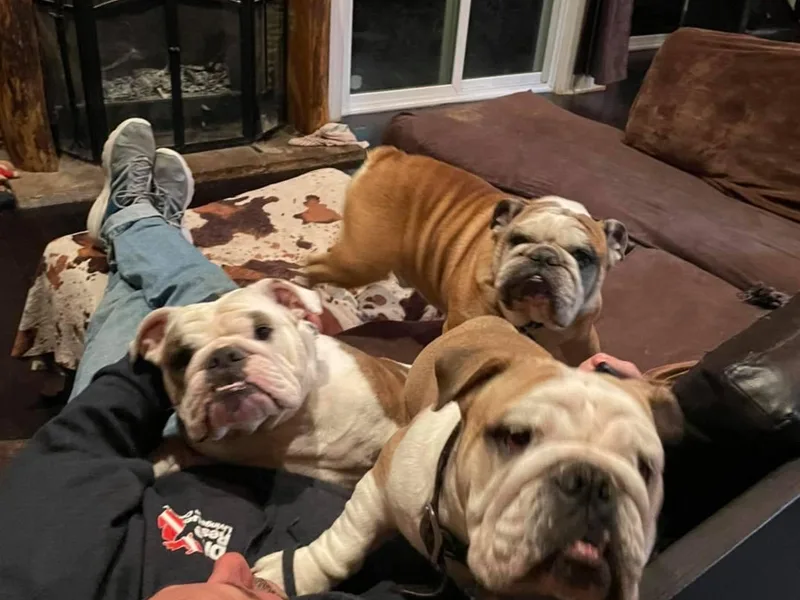 Hartland Sky Bulldogs