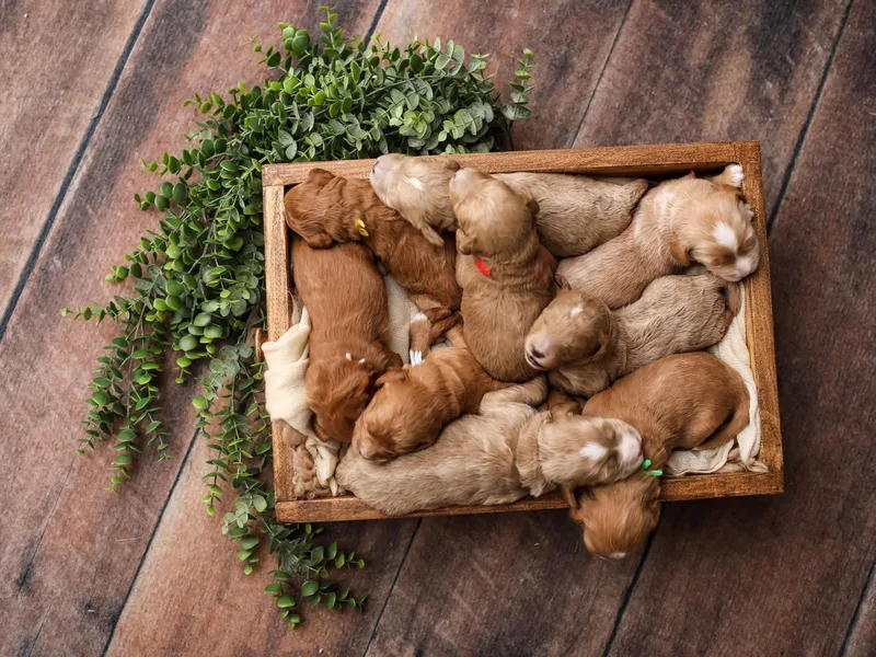 Hartman Goldendoodles