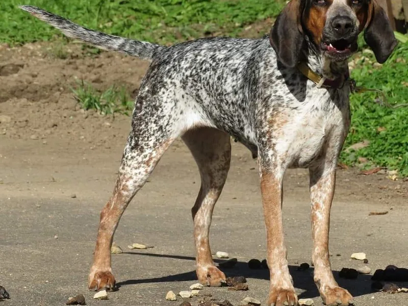 Hartmann's English Coonhounds