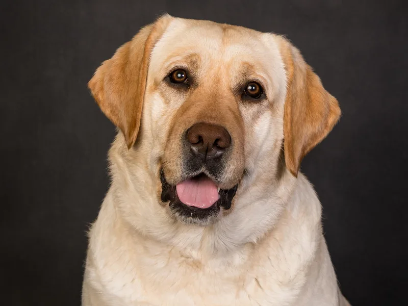 Hartsells Retrievers