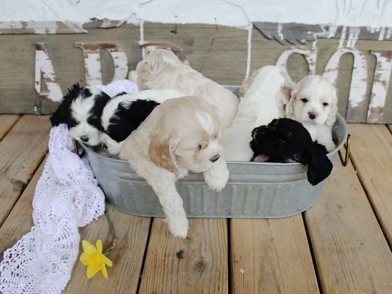 Hartwell Cocker Spaniel Kennel