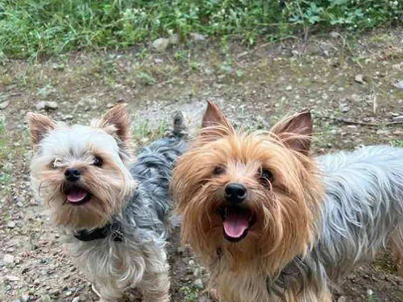 Hartzell Yorkies