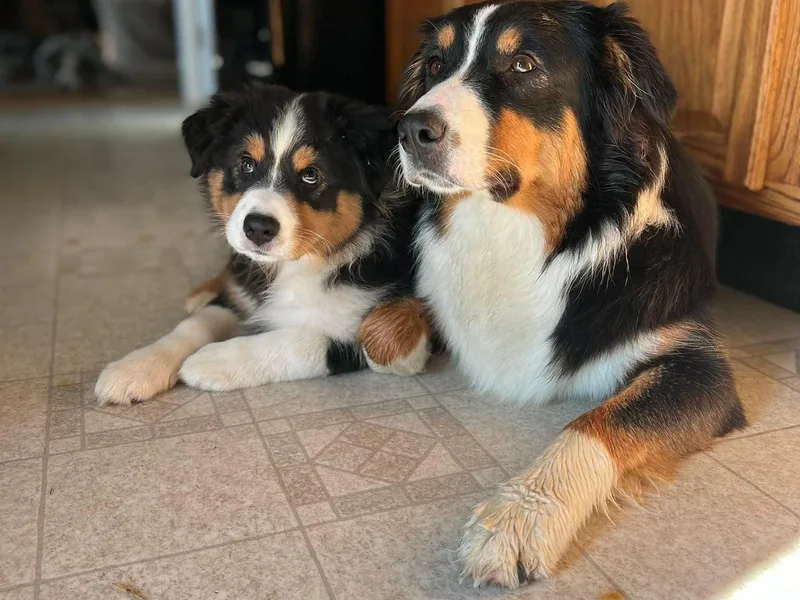 Hartzland Farm Australian Shepherds