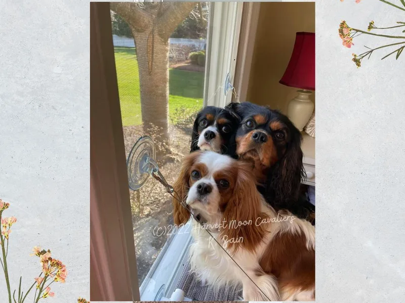 Harvest Moon Cavaliers