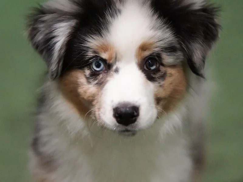 Harvest Wind Miniature American Shepherds