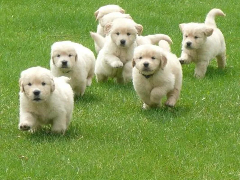Harvestime Goldens
