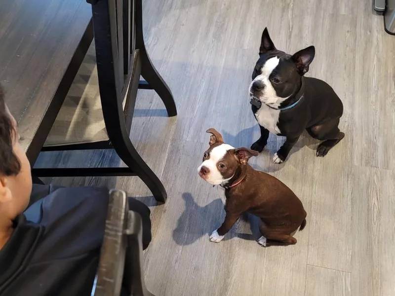 Harvey's Baby Bostons