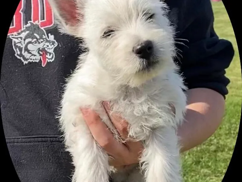 Haseleu Westies