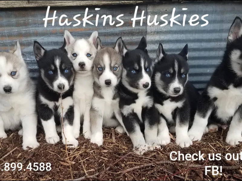 Haskins Huskies
