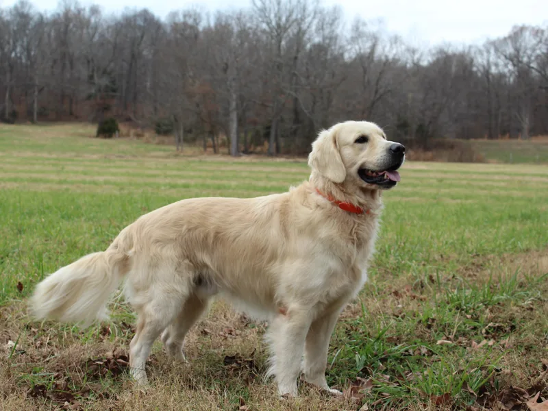 Hat Creek Goldens