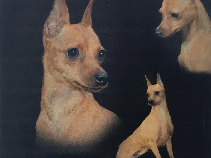 Hat Trick Miniature Pinschers